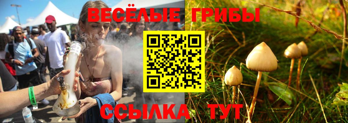 Абакан  Псилоцибиновые грибы Psilocybe  Вход с VPN 